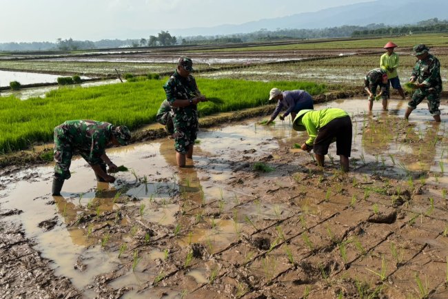 Babinsa 02/Klampok Sertu Parno melaksanakan pendampingan tanam padi