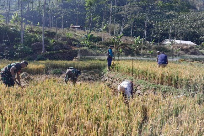 Babinsa Koramil 04/Karangkobar Pendampingan PPL dan Poktan Bantu Panen Padi
