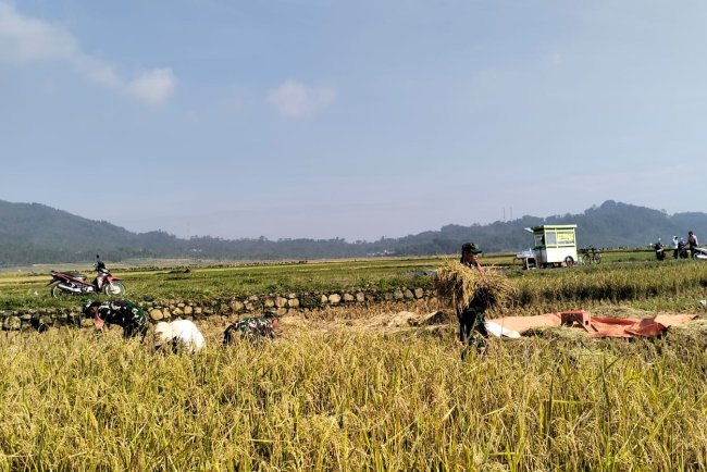 Danramil 06 Kalibening bersama warga melaksanakan pendampingan ketahanan pangan dengan membantu proses panen padi