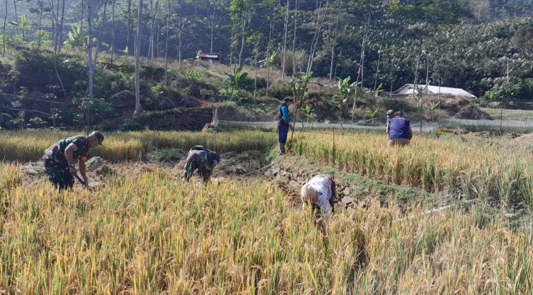 Babinsa Koramil 04/Karangkobar Pendampingan PPL dan Poktan Bantu Panen Padi