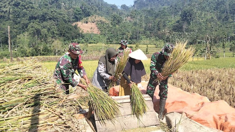 KORAMIL 16 PEJAWARAN MENDAMPINGI PETANI MELAKUKAN PEMANENAN PADI