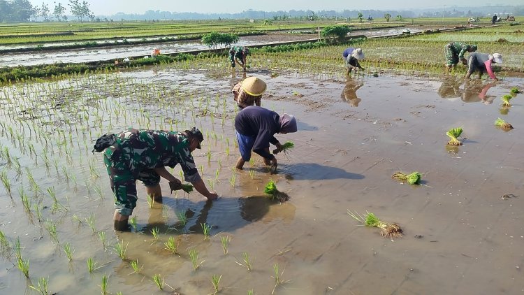 Babinsa pendampingan kelompok tani Mekar Sari tanam padi