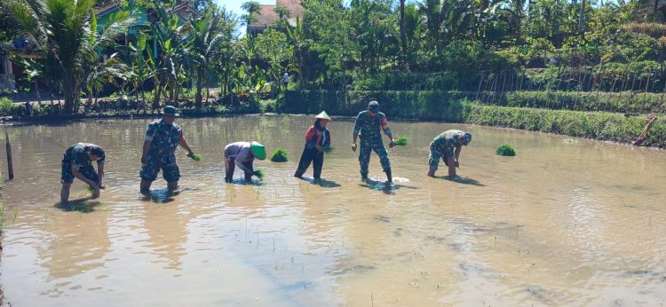 Tingkatkan Ketahanan Pangan Batituud Pimpin Anggota Bantu Petani Tanam Padi