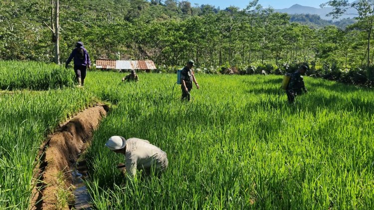 Bantu Perawatan Tanaman Padi Babinsa Koramil 04 Karangkobar Dampingi Pok Tan
