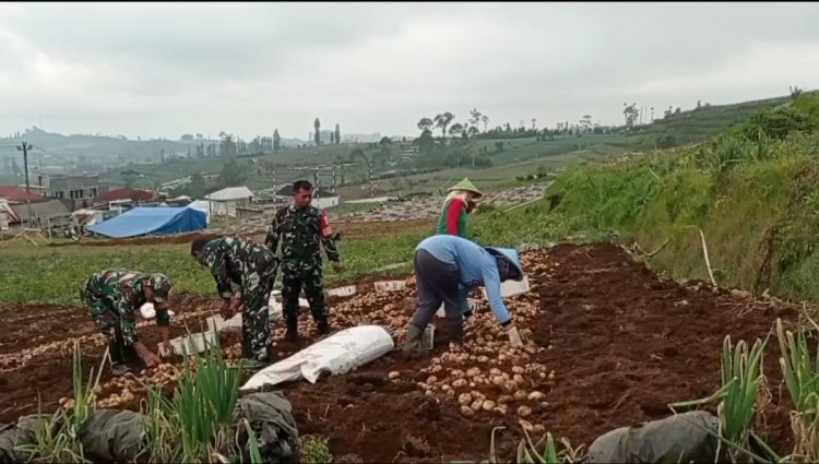 Koramil Bantu Panen Dan Berikan Penyuluhan Kepada Petani