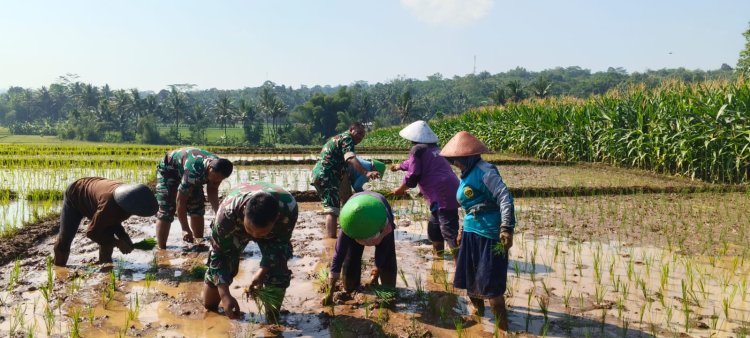 Semangat Babinsa Kebersamaan Membantu Pentani Saat Menanam Padi diwilayah