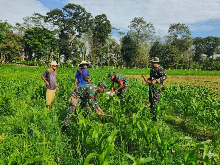 Dukung Ketahanan Pangan Babinsa Koramil 10 Bawang Berjibaku Bersama Poktan Tiga Serangkai di Lahan Demlot