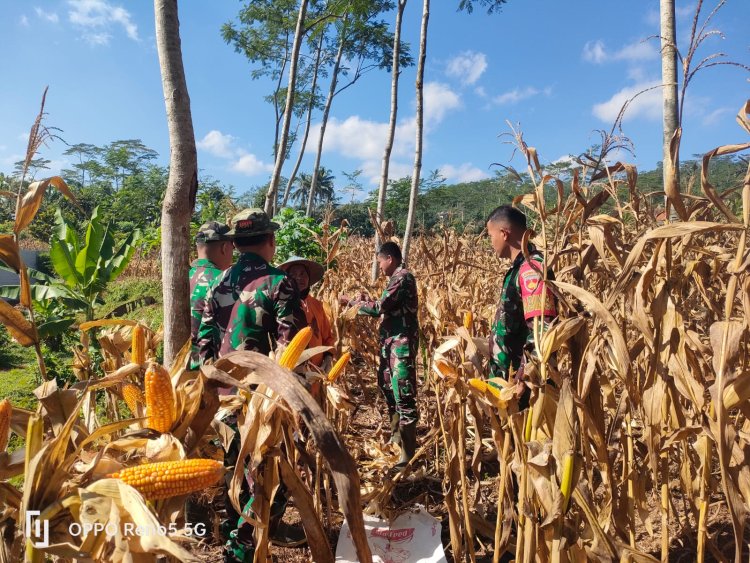 Wujudkan Ketahanan Pangan Danramil dan Warga Panen Jagung