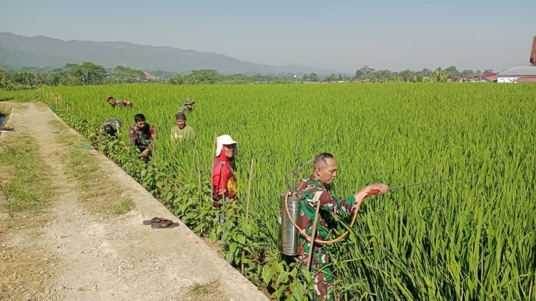 Berantas Hama Tanaman Babinsa Bantu Petani Semprot Tanaman Padi
