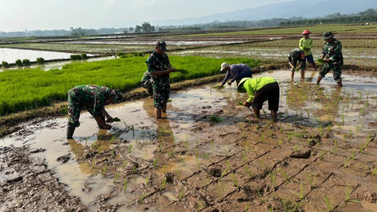 Babinsa 02/Klampok Sertu Parno melaksanakan pendampingan tanam padi