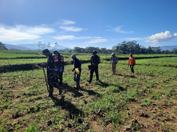 Koramil 03 Wanadadi Bersama Poktan Sri Bogasari Laksanakan Penanaman Jagung