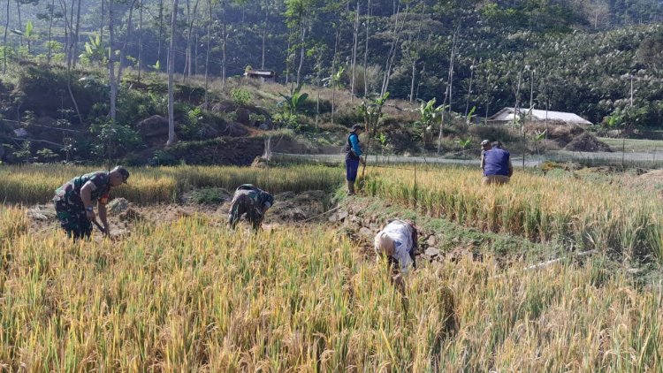 Babinsa Koramil 04/Karangkobar Pendampingan PPL dan Poktan Bantu Panen Padi