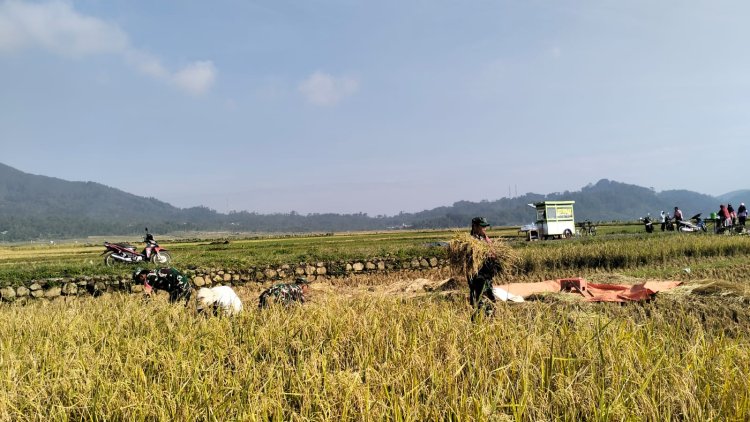 Danramil 06 Kalibening bersama warga melaksanakan pendampingan ketahanan pangan dengan membantu proses panen padi