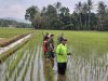 Semangat Babinsa Kebersamaan Membantu Pentani Saat Menabur Garam Padi diwilayah