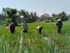 Babinsa Bersama Petani Melaksanakan Penyemprotan Tanaman Padi