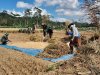 Wujud nyata Dukung Ketahanan Pangan Danramil dan Babinsa Bantu Petani Panen Padi
