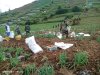 Upaya Sukseskan Ketahanan Pangan Nasional Koramil Bantu Petani Panen Kentang