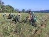 Dukung Ketahanan Pangan, Danramil Punggelan Turun ke Sawah Dampingi Petani Panen Padi