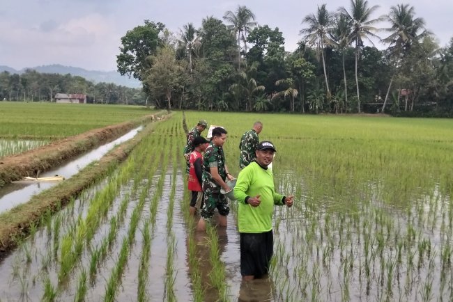 Semangat Babinsa Kebersamaan Membantu Pentani Saat Menabur Garam Padi diwilayah