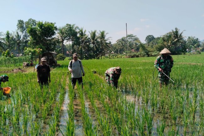 Babinsa Bersama Petani Melaksanakan Penyemprotan Tanaman Padi