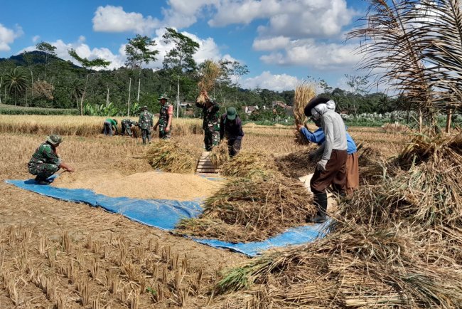 Wujud nyata Dukung Ketahanan Pangan Danramil dan Babinsa Bantu Petani Panen Padi
