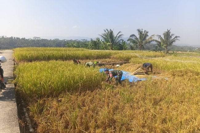 Babinsa Koramil 13 Banjarmangu Bantu POKTAN Panen  Padi di Desa Binaan
