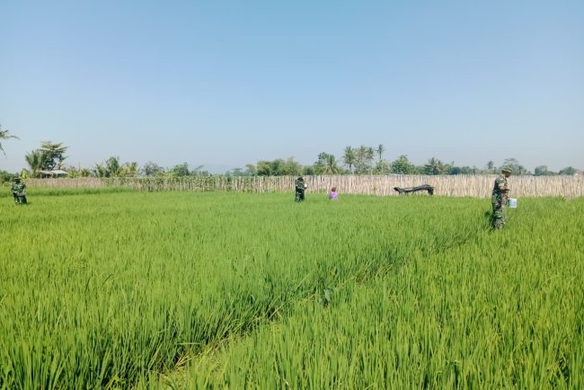 Gelang Rawat Kebersamaan di Tengah Sawah