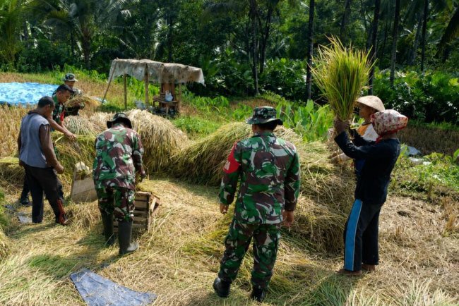 Sukseskan Ketahanan Pangan Babinsa Bantu Petani Panen Padi
