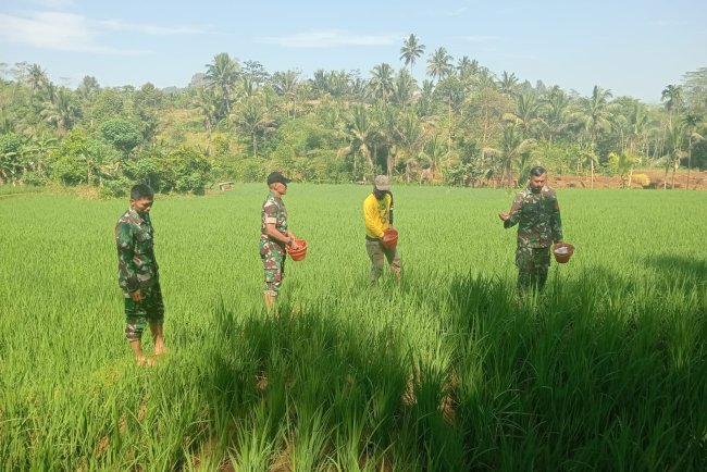 DANRAMIL 01/BANJARNEGARA DAN BABINSA DAMPINGI PETANI PEMUPUKAN PADI