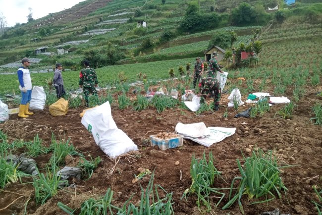 Upaya Sukseskan Ketahanan Pangan Nasional Koramil Bantu Petani Panen Kentang