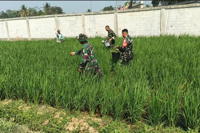 Babinsa Koramil 07 Mandiraja Dampingi Petani memupuk padi di Wilayah desa Binaan