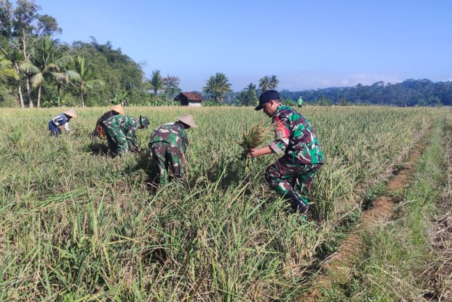 Dukung Ketahanan Pangan, Danramil Punggelan Turun ke Sawah Dampingi Petani Panen Padi