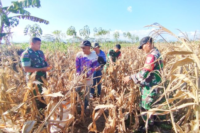 Sinergi TNI dan Petani Kutayasa Panen Jagung Melimpah Siap Sukseskan Ketahanan Pangan Nasional