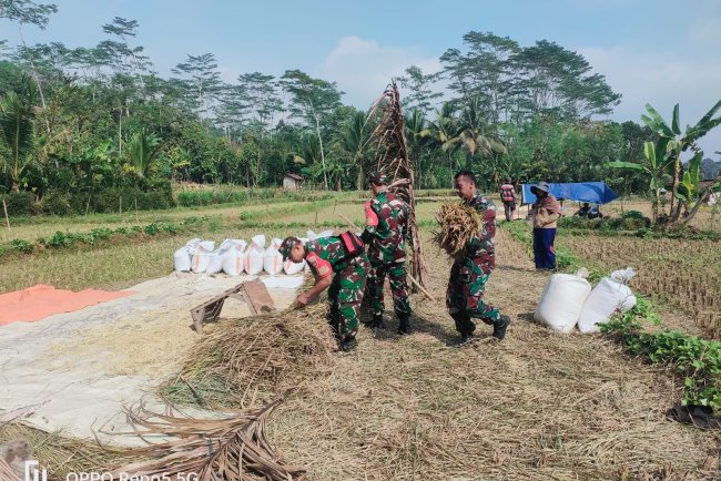 Babinsa Bersama Dampingi Proses Panen Padi Warga Binaan