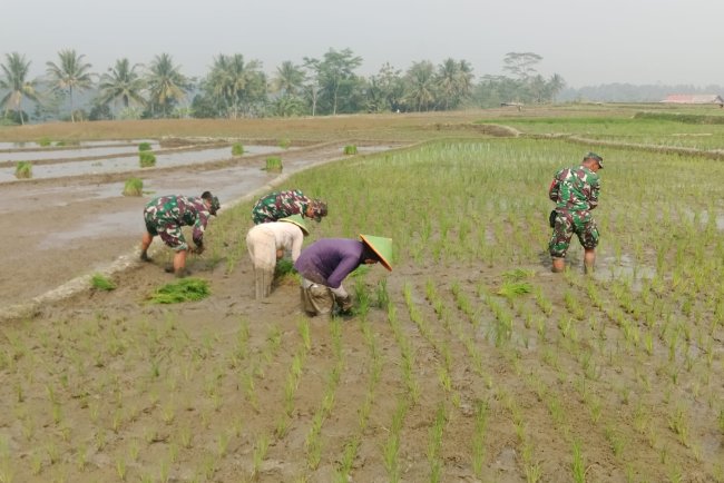 Babinsa Koramil 13 Banjarmangu Sengkuyung Bantu Tanam  Padi