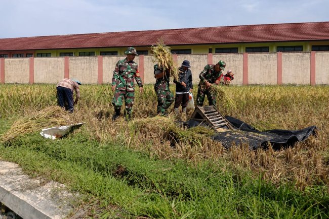 Babinsa Koramil 14 Madukara Dampingi Panen Padi Perkuat Kemanunggalan TNI-Rakyat