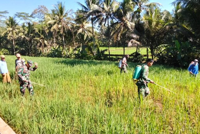 Danposramil Dan Babinsa Bantu Petani Penyemprotan Padi Untuk Membasmi Hama