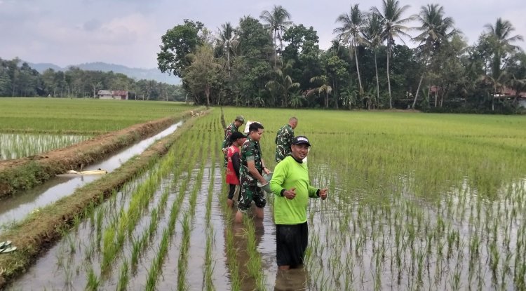 Semangat Babinsa Kebersamaan Membantu Pentani Saat Menabur Garam Padi diwilayah