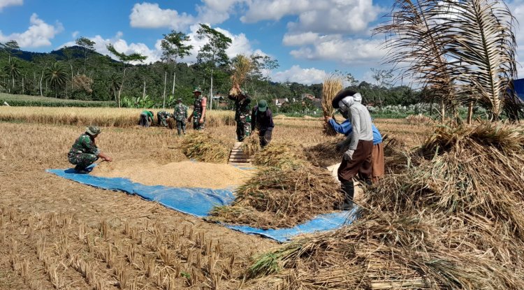 Wujud nyata Dukung Ketahanan Pangan Danramil dan Babinsa Bantu Petani Panen Padi