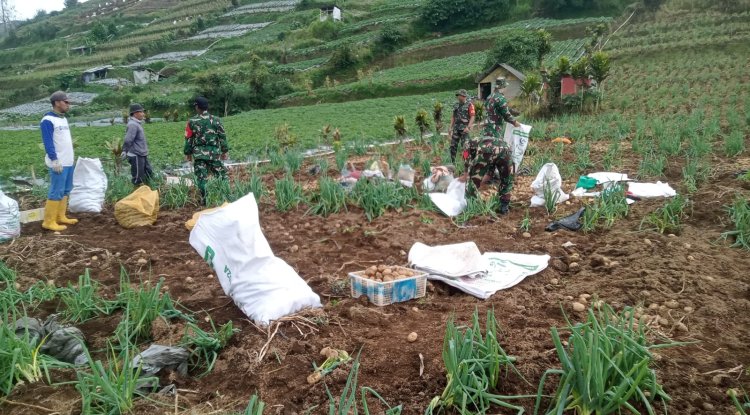 Upaya Sukseskan Ketahanan Pangan Nasional Koramil Bantu Petani Panen Kentang