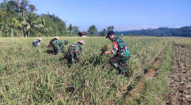 Dukung Ketahanan Pangan, Danramil Punggelan Turun ke Sawah Dampingi Petani Panen Padi
