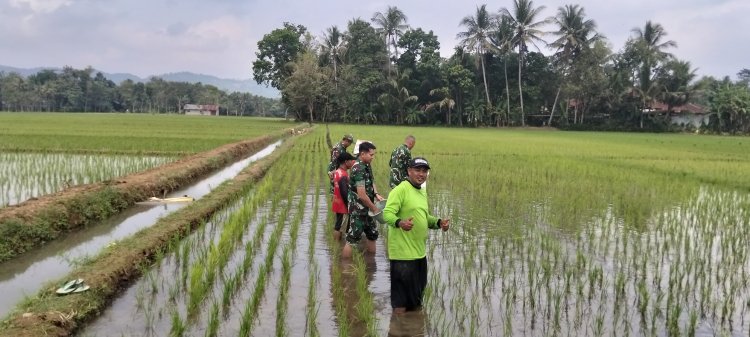 Semangat Babinsa Kebersamaan Membantu Pentani Saat Menabur Garam Padi diwilayah