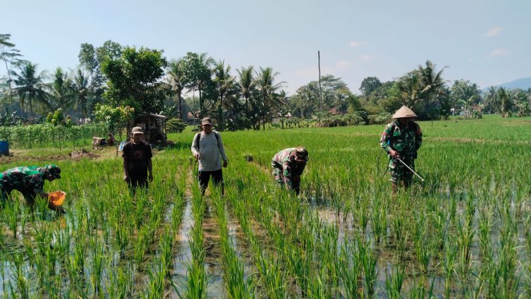 Babinsa Bersama Petani Melaksanakan Penyemprotan Tanaman Padi