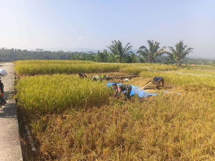 Babinsa Koramil 13 Banjarmangu Bantu POKTAN Panen  Padi di Desa Binaan