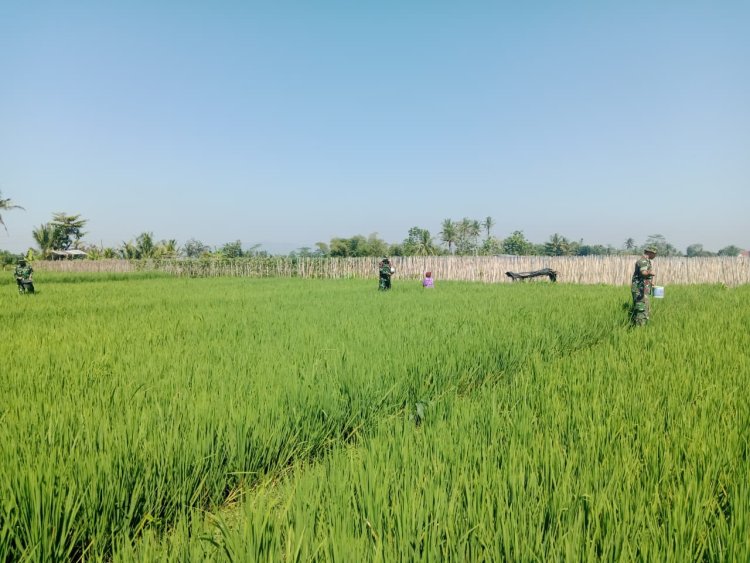 Gelang Rawat Kebersamaan di Tengah Sawah