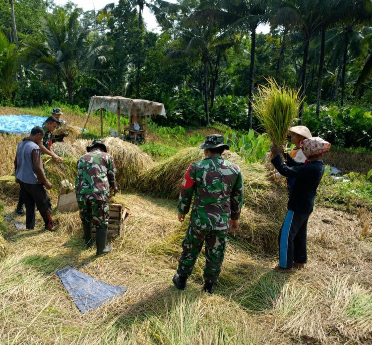 Sukseskan Ketahanan Pangan Babinsa Bantu Petani Panen Padi
