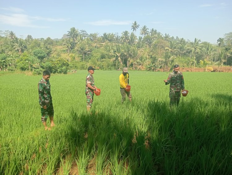 DANRAMIL 01/BANJARNEGARA DAN BABINSA DAMPINGI PETANI PEMUPUKAN PADI