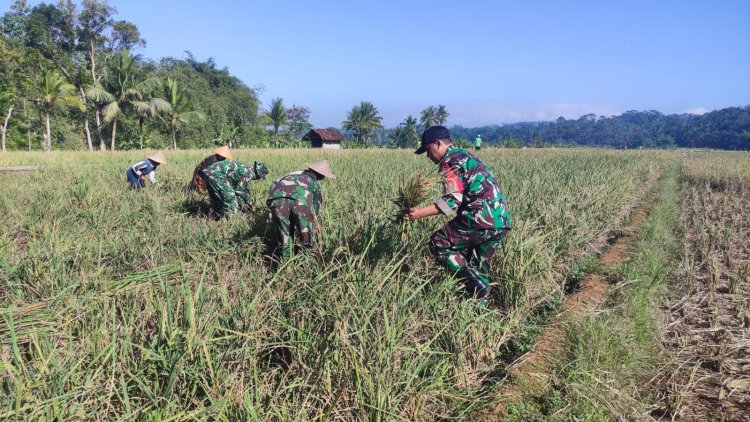Dukung Ketahanan Pangan, Danramil Punggelan Turun ke Sawah Dampingi Petani Panen Padi