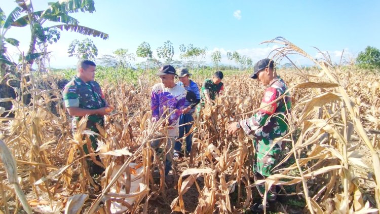 Sinergi TNI dan Petani Kutayasa Panen Jagung Melimpah Siap Sukseskan Ketahanan Pangan Nasional