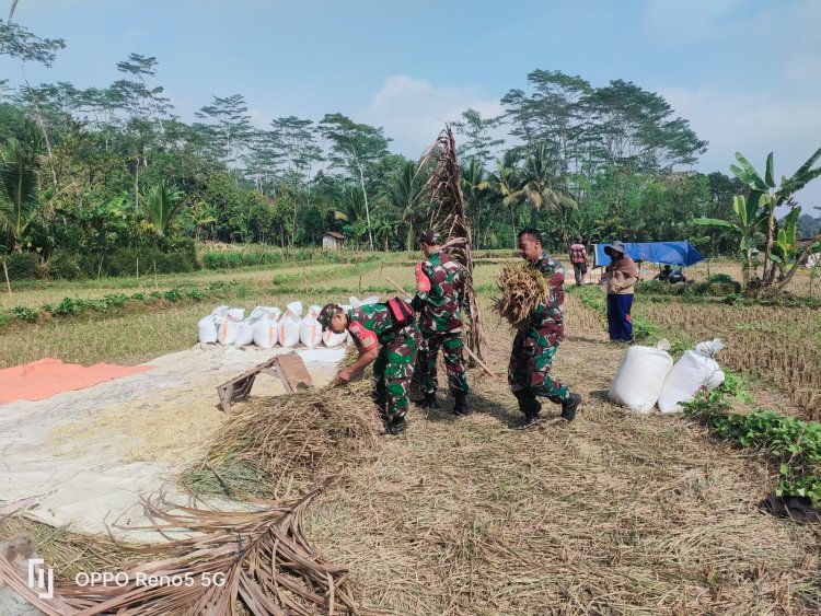 Babinsa Bersama Dampingi Proses Panen Padi Warga Binaan